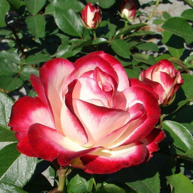 SweetGardenUS Cherry Parfait Rose Seeds - Thumbnail 2