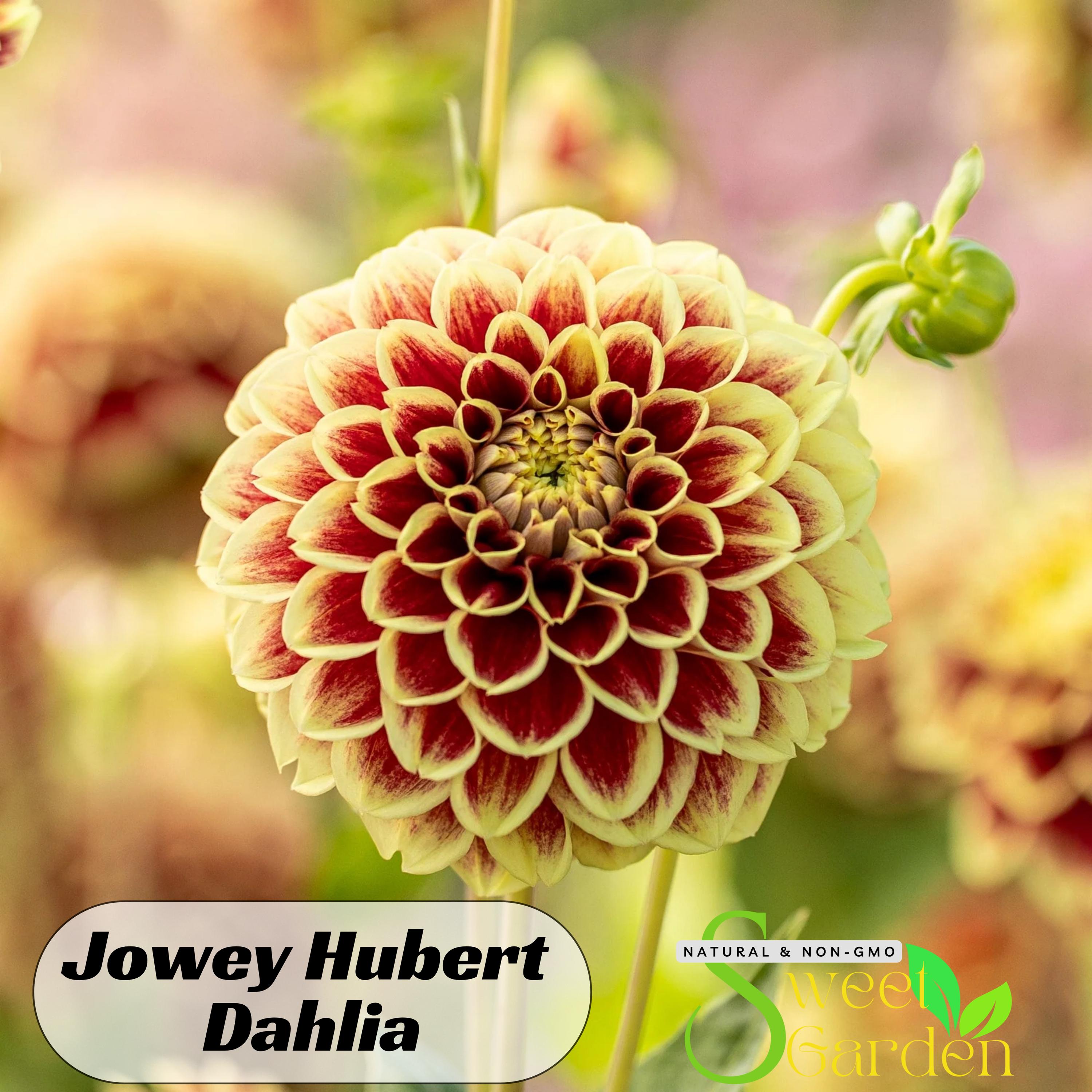 Jowey Hubert Dahlia Seeds - Perennial - Authentic Seeds - Flowers