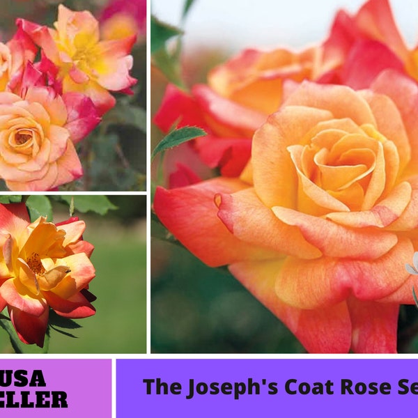 Climbing Joseph's Coat Rose Seeds-Perennial -Authentic Seeds-Flowers -Organic. Non GMO -Mix Seeds for Plant-B3G1 #1053