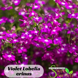 Violet Lobelia erinus Seeds - Flowering - Fast Growing - Open-Pollinating - Planting indoors before last frost or outdoors after frost #14