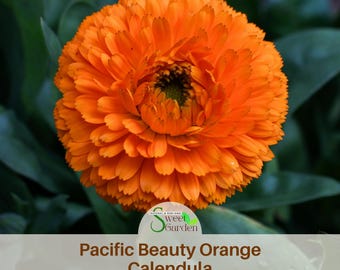 Pacific Beauty Orange Calendula Seeds | Heirloom Herb Seeds