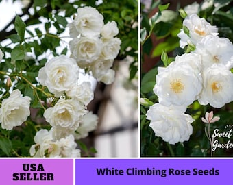 White Climbing Rose Seeds-Perennial -Authentic Seeds-Flowers -Organic. Non GMO -Vegetable Seeds-Mix Seeds for Plant-B3G1 #1100.