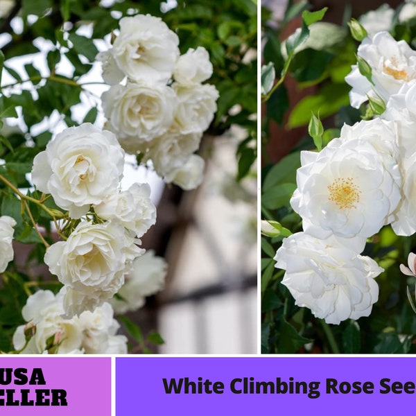 White Climbing Rose Seeds-Perennial -Authentic Seeds-Flowers -Organic. Non GMO -Vegetable Seeds-Mix Seeds for Plant-B3G1 #1100.