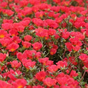 Puede incluir: Un campo de flores rojas vibrantes en plena floraci&oacute;n. Las flores est&aacute;n densamente agrupadas, creando un mar de color.