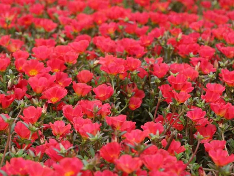 Puede incluir: Un campo de flores rojas vibrantes en plena floraci&oacute;n. Las flores est&aacute;n densamente agrupadas, creando un mar de color.