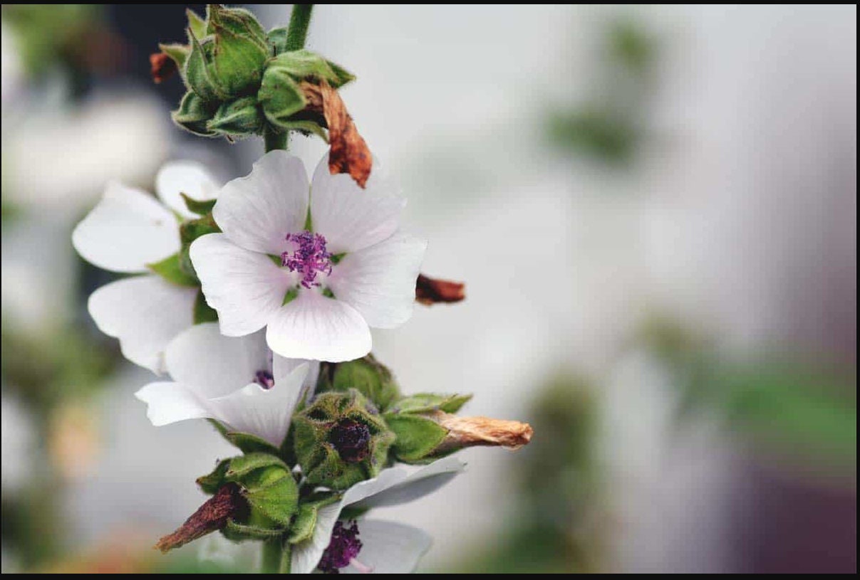 30 Seeds Marshmallow Seeds perennial authentic Etsy