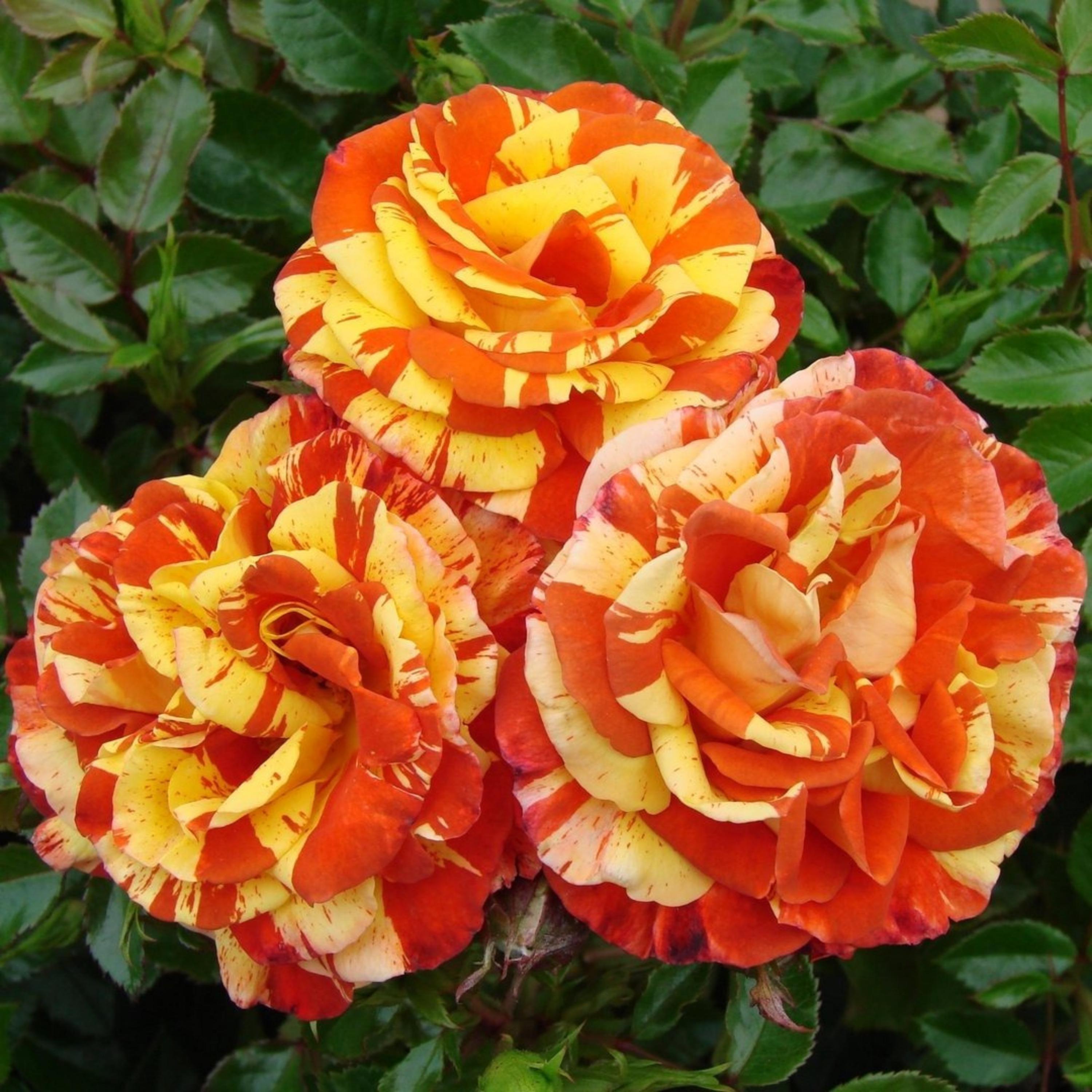 Nice Week Roses Weeks Roses Oranges And Lemons