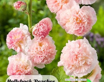Hollyhock &#39;Peaches &#39;n&#39; Dreams&#39; - Perennial -Authentic Seeds -Vegetable Seeds-Mix Seeds for Plant-B3G1 #8084