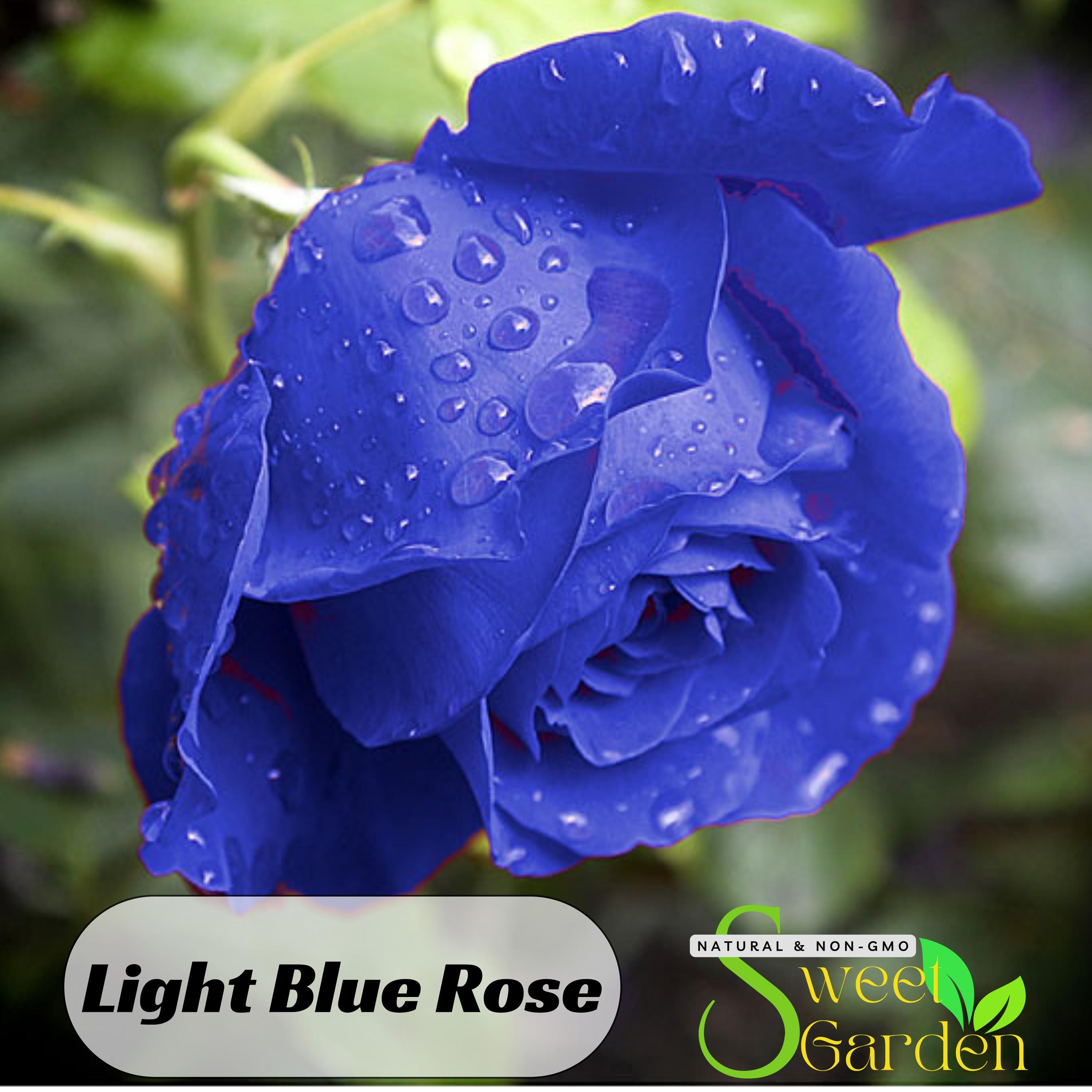 ★ BLUE ROSE★ Farmhouse Floral C6885-BLUE From Penny Rose Fabrics by the