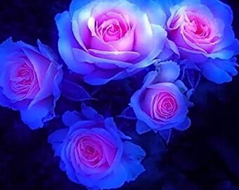 rosieページ Amazon.co.jp: ロゼ ROSE - first studio album rosie [vinyl LP