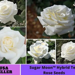 Sugar Moon Rose Bush Flower Seeds #1046 | Authentic Seeds,GMO Free, Flower Seeds, Herbal Seeds, Fruit Seeds, B3G1