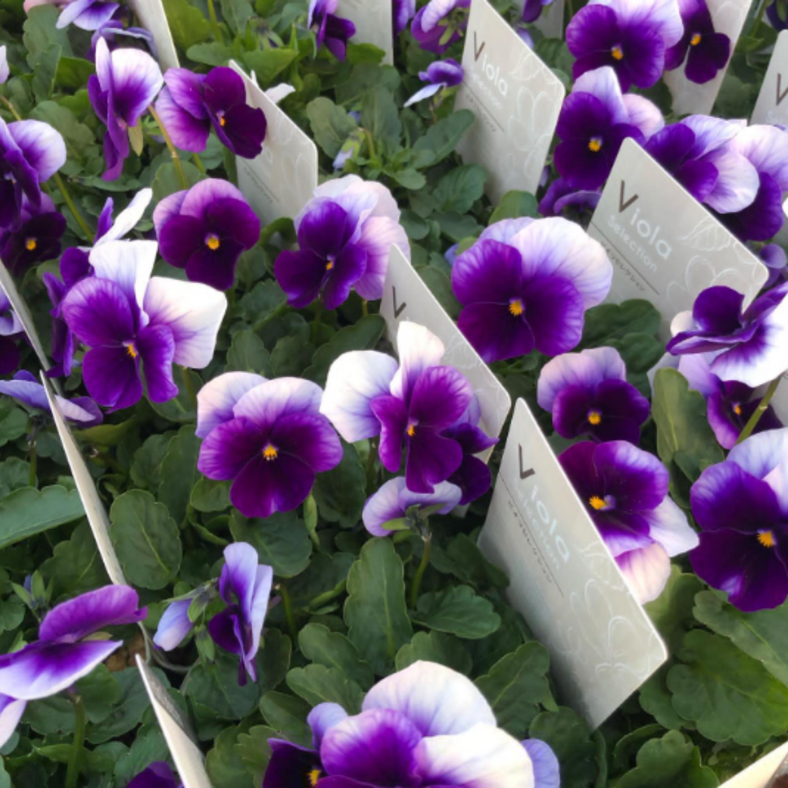 Spring Matrix Beaconsfield Pansy Seeds-open-pollinating-self ...