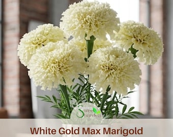 White Gold Max Marigold Seeds - Edible - Open-Pollinating - Potted -Draft Resistant -Cold Resistant -Dwarf -Plant in Spring/After frost