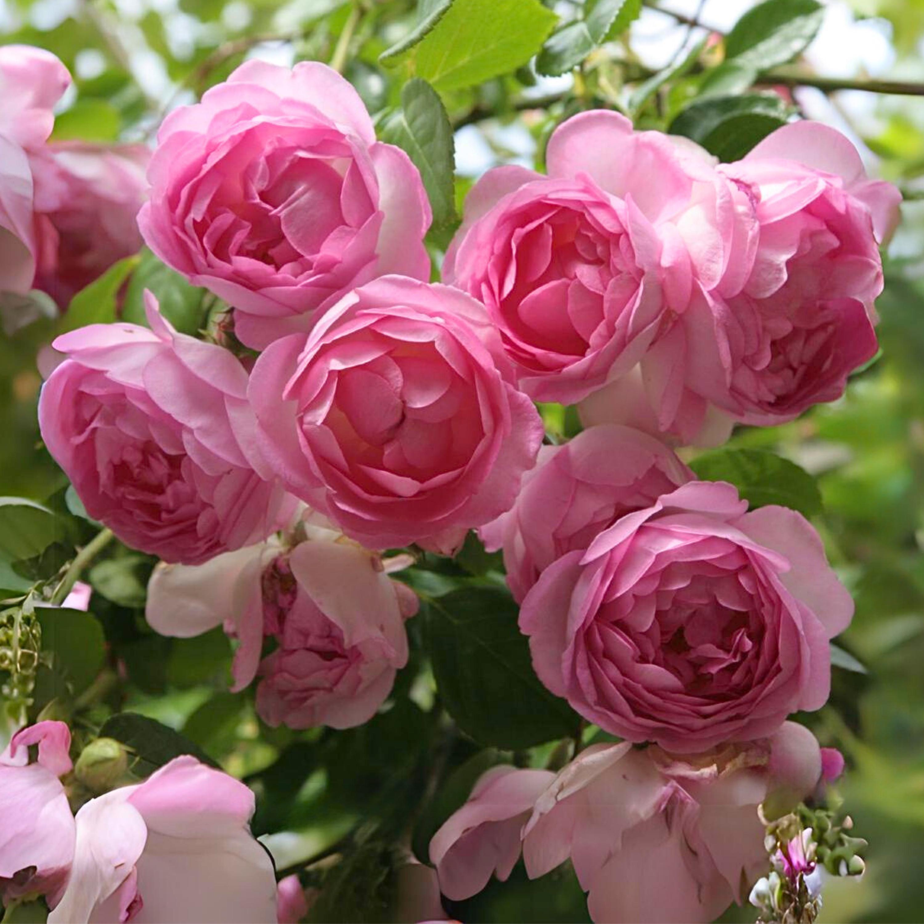 Pink Climbing Rose Seeds - Perennial - Authentic Seeds