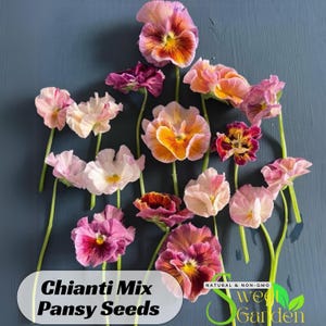 May include: A variety of pansy flowers in shades of pink, purple, orange, and yellow. The flowers are arranged on a dark blue background. The text "Chianti Mix Pansy Seeds" is displayed at the bottom of the image.  "Natural & Non-GMO Sweet Garden" is also displayed at the bottom of the image.