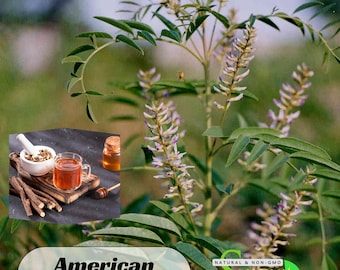 15 Seeds| American Licorice Seeds- Authentic Seeds-Flowers -. Non GMO -Vegetable Seeds-Mix Seeds for Plant-~ #6012