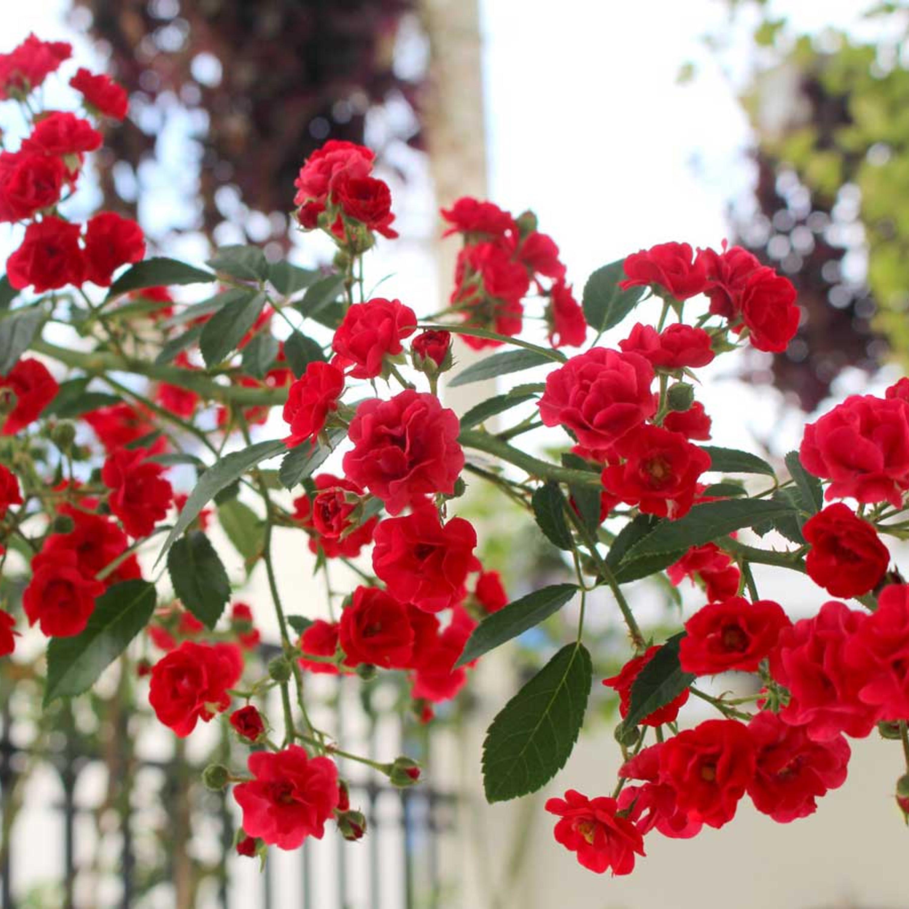 Red Fairy Rose Seeds - Perennial - Authentic Seeds - Flowers