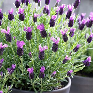 May include: A potted lavender plant featuring numerous upright stems with deep purple, cylindrical flower spikes topped with vibrant pinkish-purple bracts. The plant has slender, light green foliage and is contained in a dark gray container.