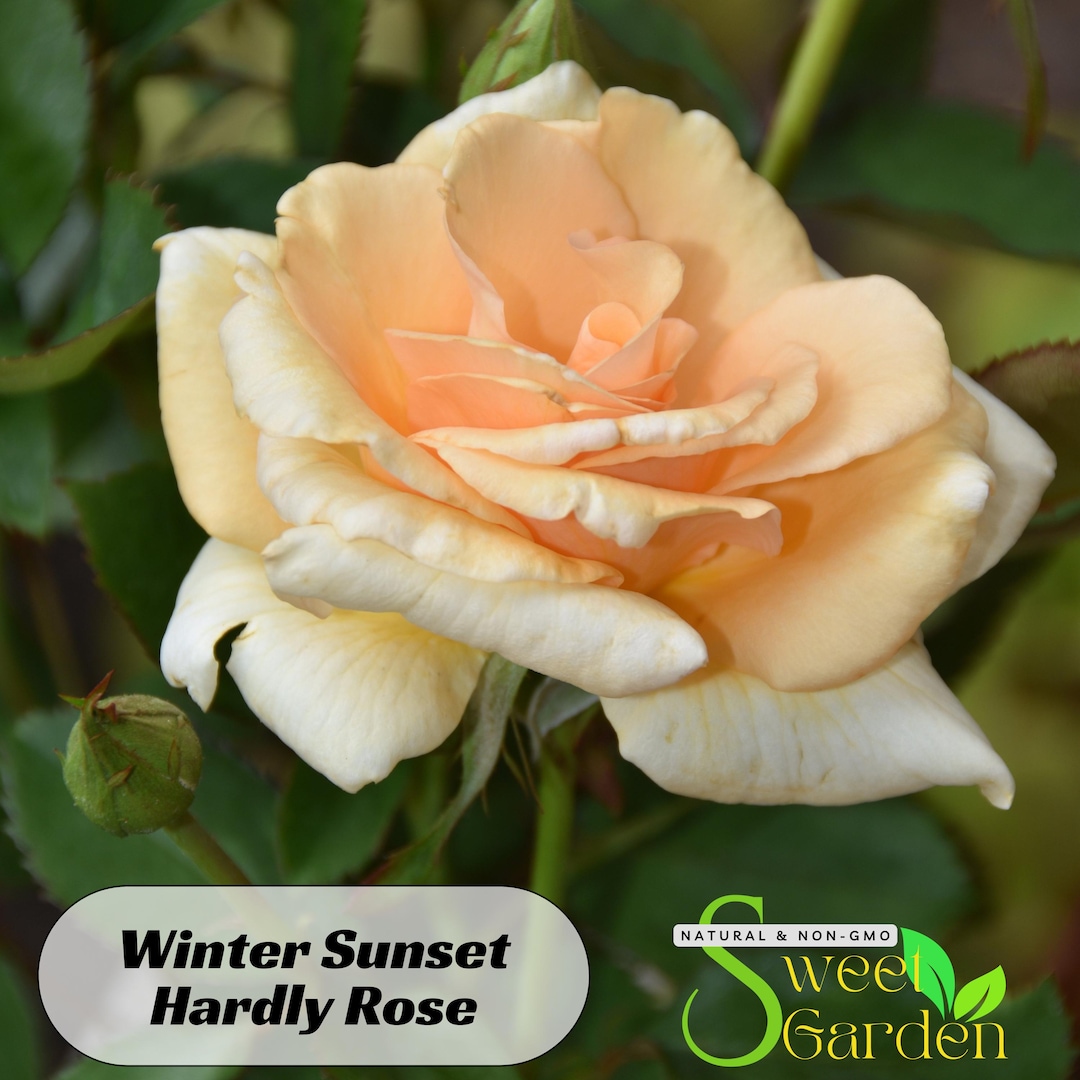 Winter Sunset Hardly Rose Seeds - Perennial - Authentic Seeds - Flowers ...