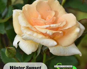 Winter Sunset Hardly Rose Seeds - Perennial - Authentic Seeds - Flowers - Easy To Grow - Climbing - shrubs - Rose Garden -  #1008.