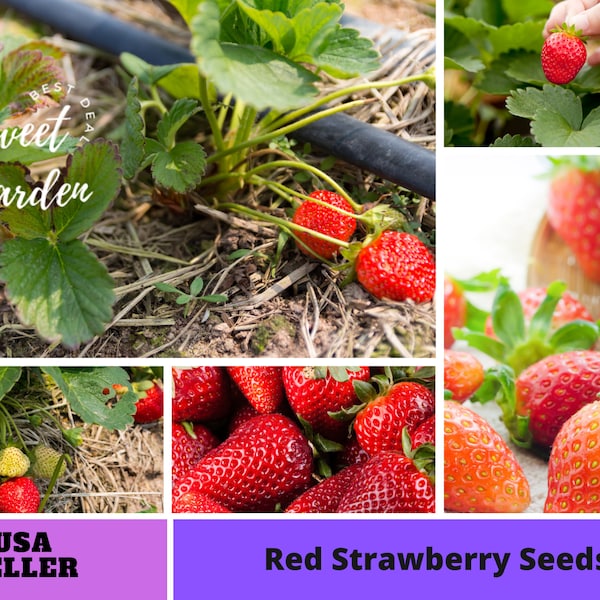 110 seeds| Red Strawberry Seeds -Perennial -Authentic Seeds-Flowers -Organic. Non GMO -Vegetable Seeds-Mix Seeds for Plant-B3G1#5006