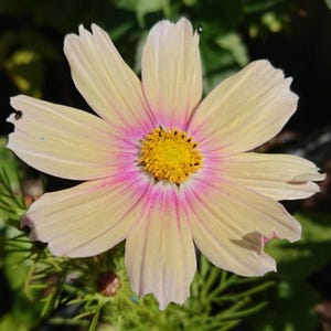 May include: A cosmos flower with eight pale yellow petals featuring a vibrant pink gradient near the center. The flower has a bright yellow, textured stamen in the middle. A tiny dark insect is visible on the edge of one of the outer petals.