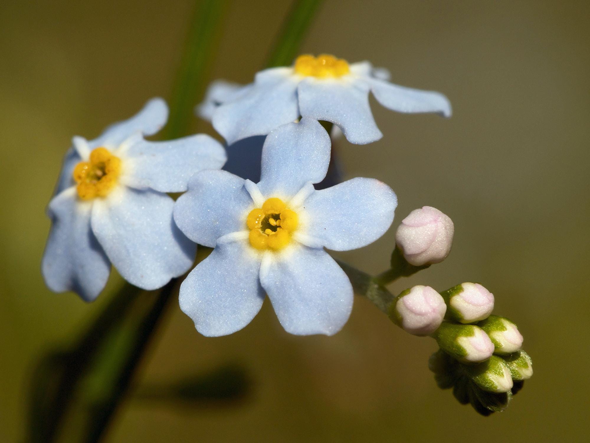 Myosotis Scorpioides (water Forget-me-not) Seeds - Lupinus