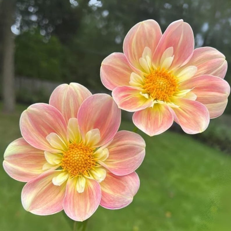 Pode incluir: Duas flores de d&aacute;lia com p&eacute;talas em camadas em tons de rosa suave, p&ecirc;ssego e creme. Cada flor apresenta um centro amarelo-dourado vibrante e texturizado. As p&eacute;talas transitam de uma base amarelo-p&aacute;lida para um tom rosa delicado nas pontas.