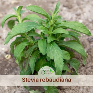 50s| Stevia Rebaudiana Seeds –  Natural Sweet Herb – Easy Grow – Non-GMO – Heirloom – Sugar Substitute – Garden Plant #New 5-16
