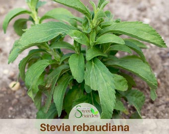 50s| Stevia Rebaudiana Seeds –  Natural Sweet Herb – Easy Grow – Non-GMO – Heirloom – Sugar Substitute – Garden Plant #New 5-16