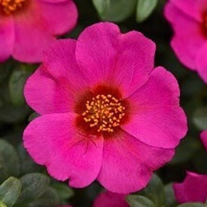 Puede incluir: Primer plano de una flor rosa brillante con un centro rojo y polen amarillo. La flor tiene cinco p&eacute;talos y est&aacute; rodeada de hojas verdes.