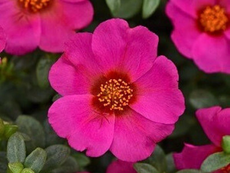 Puede incluir: Primer plano de una flor rosa brillante con un centro rojo y polen amarillo. La flor tiene cinco p&eacute;talos y est&aacute; rodeada de hojas verdes.