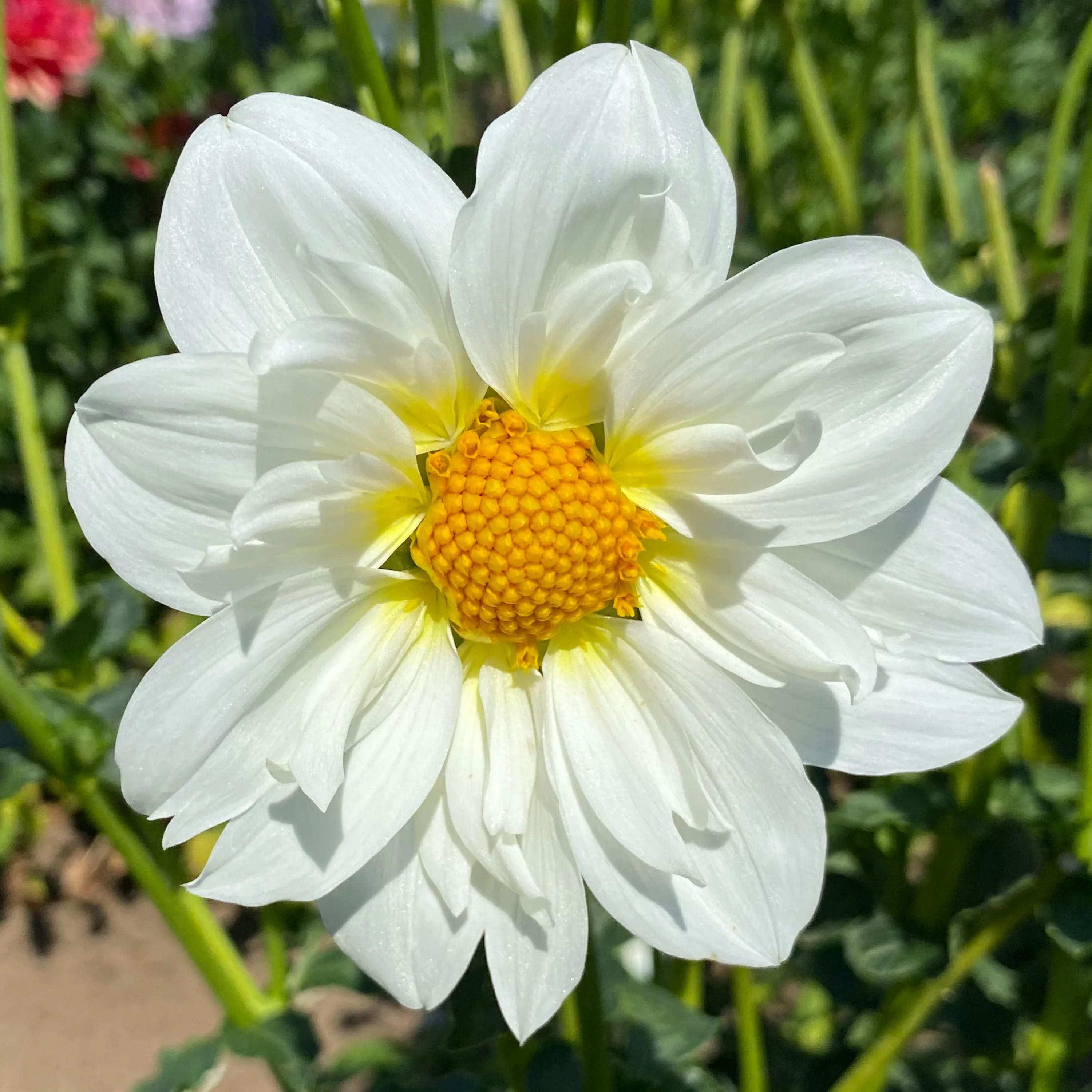 DAHLIA　ヨーヨー　リクリエーション　アノマリー　オレンジ Dahlia Tubers (Ball & Decorative) - Sunny Mix | Dahlia Bulbs