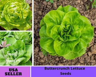 505 Seeds| Buttercrunch Lettuce Seeds- Authentic Seeds ~ GMO Free ~Seeds~Vegetable seeds~B3G1 #6014