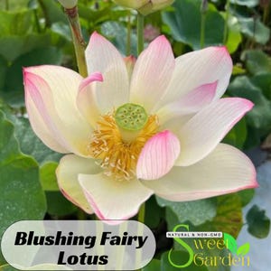 5+ Rare Seeds| Blushing Fairy Lotus Seeds  - Indian Lotus (Nelumbo Nucifera) Seeds - Easy To Grow - Lotus Flower - Lotus Pond #Q015