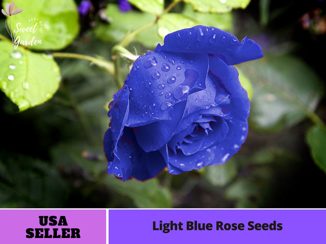 Detailed Blue Rose Seeds Scene Concept Detailed Blue Rose Seeds Scene Concept