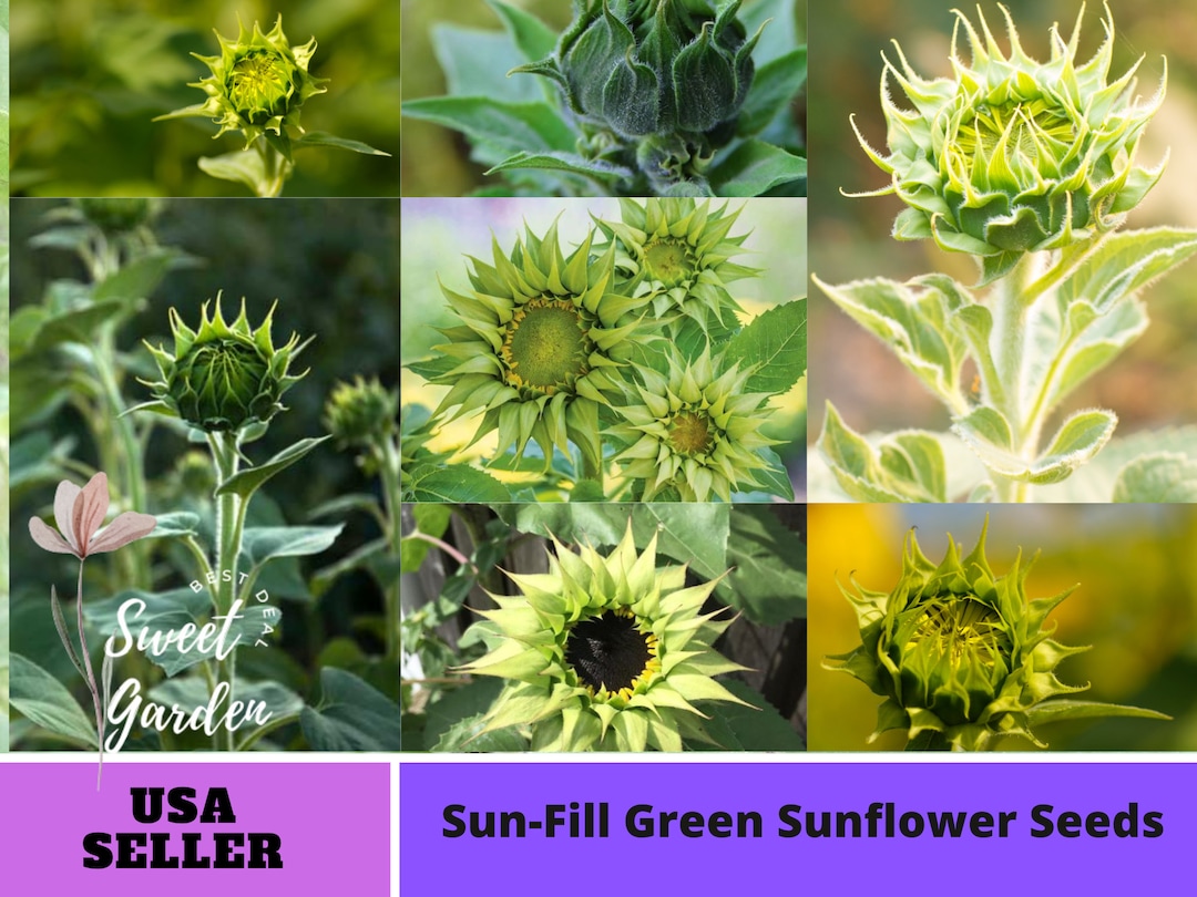 25 Seeds Green Sunflower Seeds perennial authentic Etsy