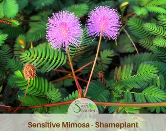 Sensitive Mimosa Seeds - Air Purifying - Flowering - Fast Growing - Potted - Evergreen - Plant in Spring or year-round indoors