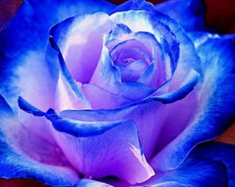 ★ BLUE ROSE★ 10 ROSE Rosa Flower Seeds BW97001-85 - Etsy