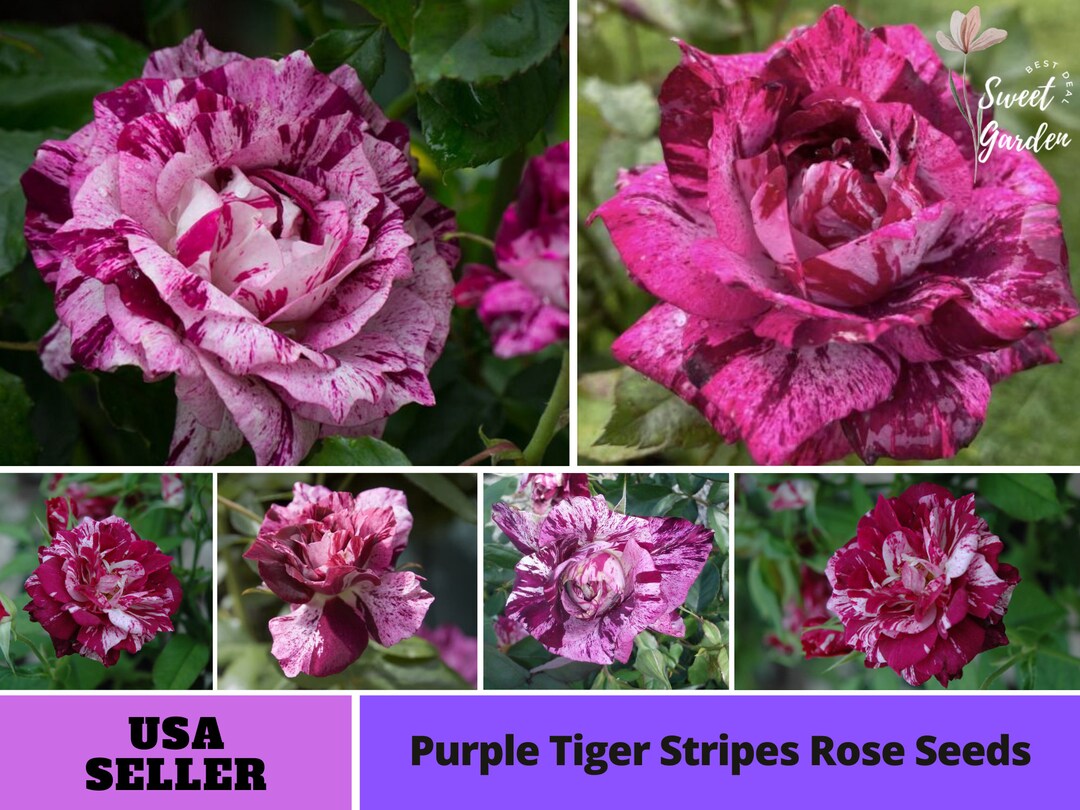Tiger Stripes Rose Seeds Perennial Authentic Seeds Flowers Easy to Grow ...