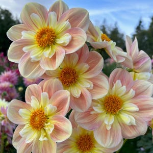 Pode incluir: Um grupo de flores de d&aacute;lia com p&eacute;talas em tons de p&ecirc;ssego suave e amarelo p&aacute;lido que transitam para um centro laranja vibrante. As flores exibem m&uacute;ltiplas camadas de p&eacute;talas arredondadas, apresentando um gradiente de tons pastel quentes.