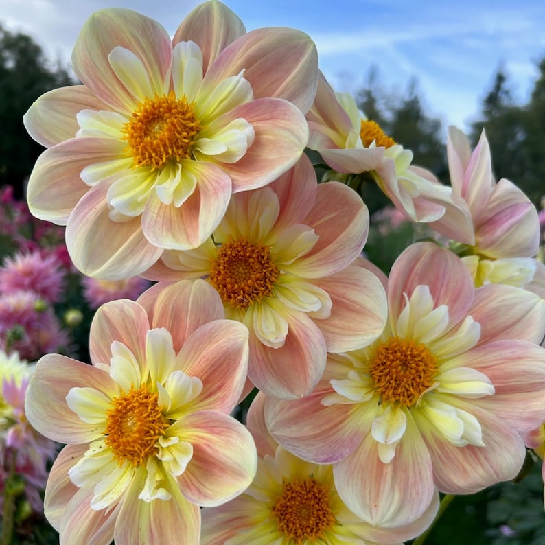Pode incluir: Um grupo de flores de d&aacute;lia com p&eacute;talas em tons de p&ecirc;ssego suave e amarelo p&aacute;lido que transitam para um centro laranja vibrante. As flores exibem m&uacute;ltiplas camadas de p&eacute;talas arredondadas, apresentando um gradiente de tons pastel quentes.