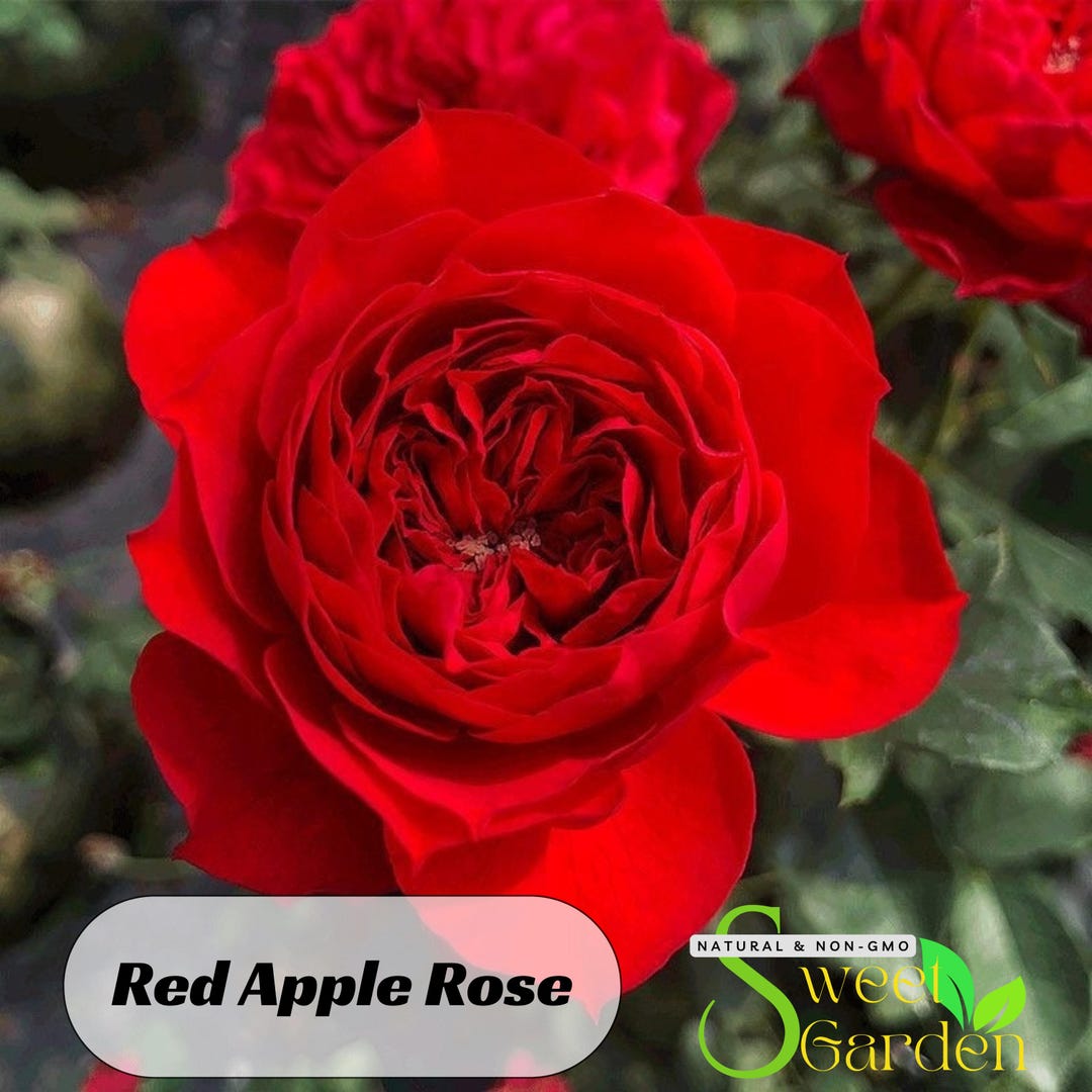 Red Apple Rose Seeds - Perennial - Authentic Seeds - Flowers - Easy to ...