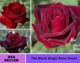 Black Magic Rose Seeds-Perennial -Authentic Seeds-Flowers -Organic. Non GMO -Vegetable Seeds-Mix Seeds for Plant-B3G1 #1058