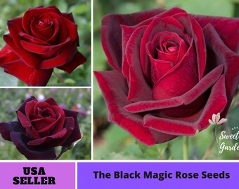 Black Magic Rose Seeds-Perennial -Authentic Seeds-Flowers -Organic. Non GMO -Vegetable Seeds-Mix Seeds for Plant-B3G1 #1058