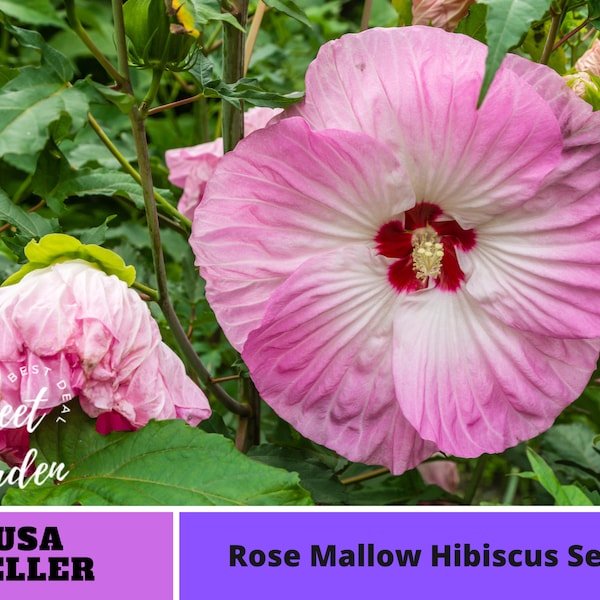 30 seeds| Rose Mallow Hibiscus Seeds -Perennial -Authentic Seeds-Flowers -Organic. Non GMO -Vegetable Seeds-Mix Seeds for Plant-B3G1#6003