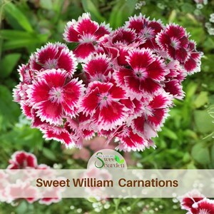 Sweet William Shop - Etsy