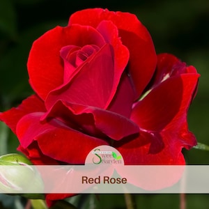 Red Rose Seeds – Authentic Perennial Climbing Flowers