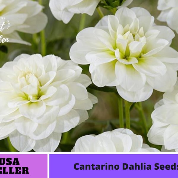 Cantarino Dahlia Seeds -Perennial -Authentic Seeds-Flowers -Organic. Non GMO -Vegetable Seeds-Mix Seeds for Plant-B3G1#D083