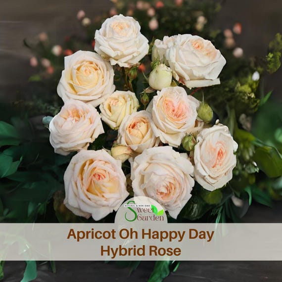 Apricot Oh Happy Day Shrub Rose Flower Seeds - Perennial - Authentic Seeds - Flowers - Easy To Grow - shrubs - Rose Garden #1028
